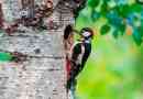 Цікаві факти про дятла