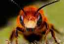 Цікаві факти про комах і тварин