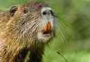 Цікаві факти про nutria