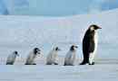 Цікаві факти про пінгвіни