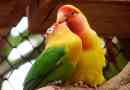 Цікаві факти про папуги закоханих