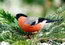 Цікаві факти про bullfinches