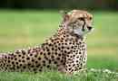 Цікаві факти про гепарди