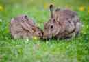 Цікаві факти про кроликів