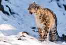 Цікаві факти про сніговий леопард