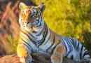 Цікаві факти про тигрів