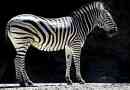 Цікаві факти про зебри