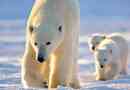 Цікавий звіт про життя білих ведмедів