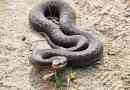 Отруйні змії росії