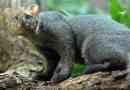 Jaguarundi