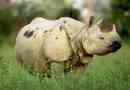 Javanese rhinoceros - тварина на межі вимирання