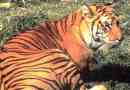 Яванський тигр - зруйнований або вижив підвиди?