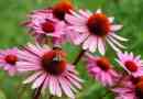 Ехінацея