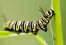 Ці красиві гусениці