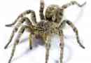 Південно-російська тарантула: фото, відео