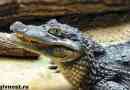 Кайман крокодил. Спосіб життя та середовища проживання кайман