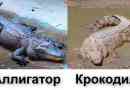 Яка різниця між крокодилом і алігатором?