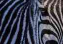 Який колір з зебри: білий або чорний?