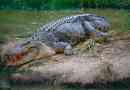 Які крокодили є найбільшим і небезпечним на землі?