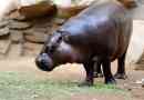 Карликовий бегемот - особливість, опис, факти, область, фото та відео