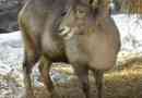 Казахстан гірський баран - архар