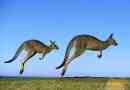 Кенгуру - боксерський стрибок