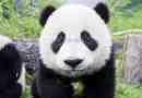 Китайські вчені вирішили язик панд