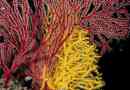 Корали та всі найцікавіші з них