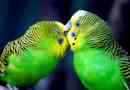 Харчування, догляд, запобігання захворювань хвилястих папуг