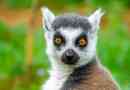 Де лемури живуть у дикій природі?