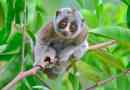 Лемур лорі