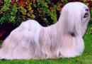 Lhasky apso (lhasa apso). Опис породи, фото собаки