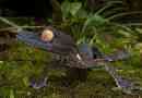 Lishawn madagascar gecko - loves of terrarians