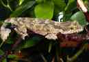 Vopastehydreated gecko - flying reptile
