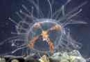 Медуза хрест. Що це таке тварина?
