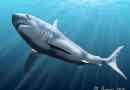 Мегалодон: akula monster існує! Не давно ..