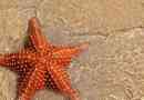 Морська зірка