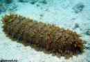 Морський огірок. Спосіб життя та місце проживання морського огірка