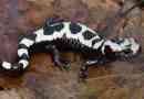 Амбістома мармуру, вона також є поясом саламандра