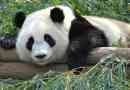 Яка материка, і в якій країні велика панда живе?