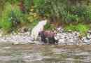 На камчатці виявлено ведмеді рідкісних кольорів