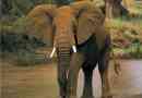 Трохи про слона