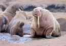 Спосіб життя та цікаві факти про walrus