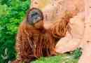 Орангутан