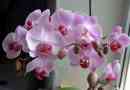 Орхідея