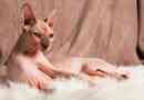 Особливості котів породи sphinx