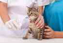 Особливості вакцинації кішки від втрати