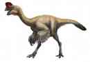 Oviraptor