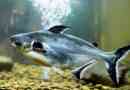 Pangasius в акваріумі - вміст і догляд