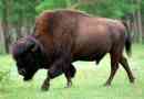 Бізон